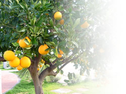 agriturismo catania Orange Park - Agriturismo