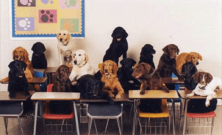 addestratore di cani firenze K9 Academy - Educazione Cinofila
